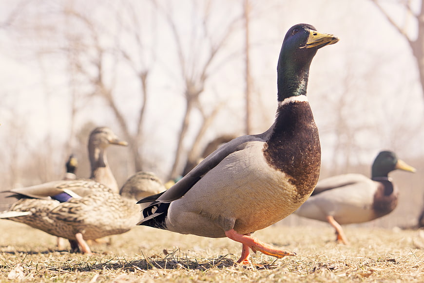 Male Mallard Duck Walking on Dry Grass in Park
