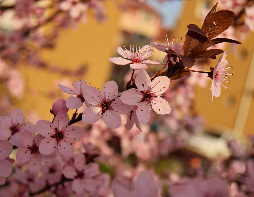 Close-up of Pink Cherry Blossoms on a Branch