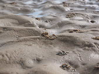 Close-up of lugworm casts on wet sandy beach