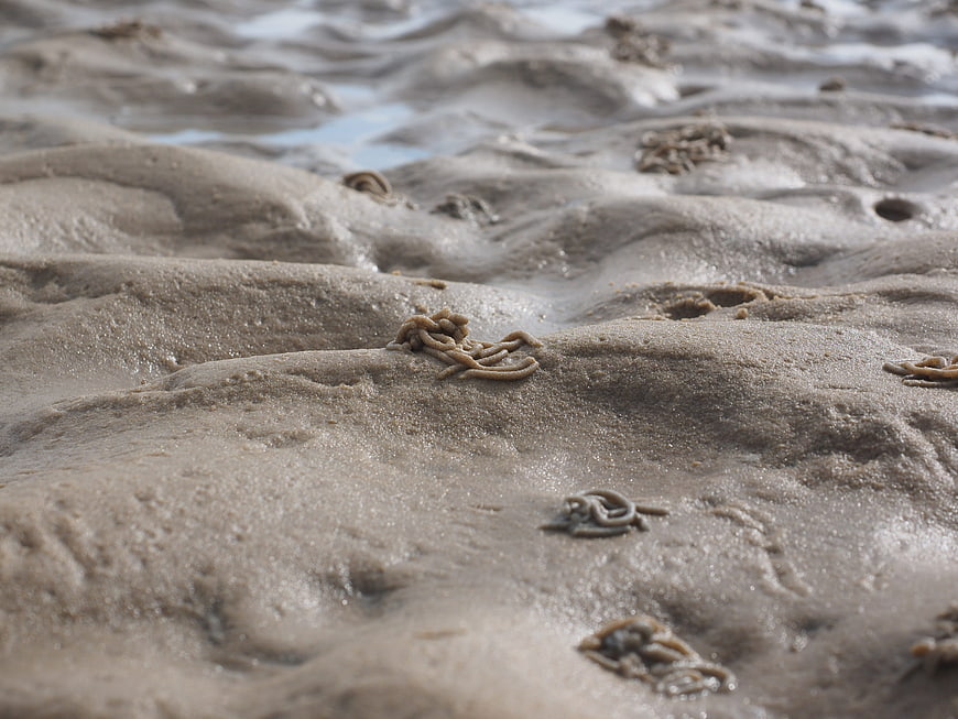 Close-up of lugworm casts on wet sandy beach