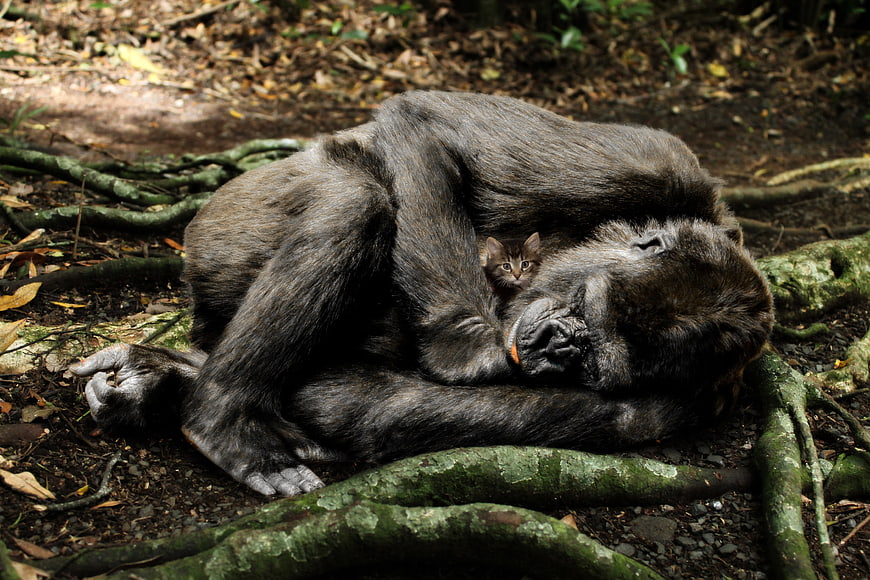 Gorilla Sleeping with Small Kitten in Forest