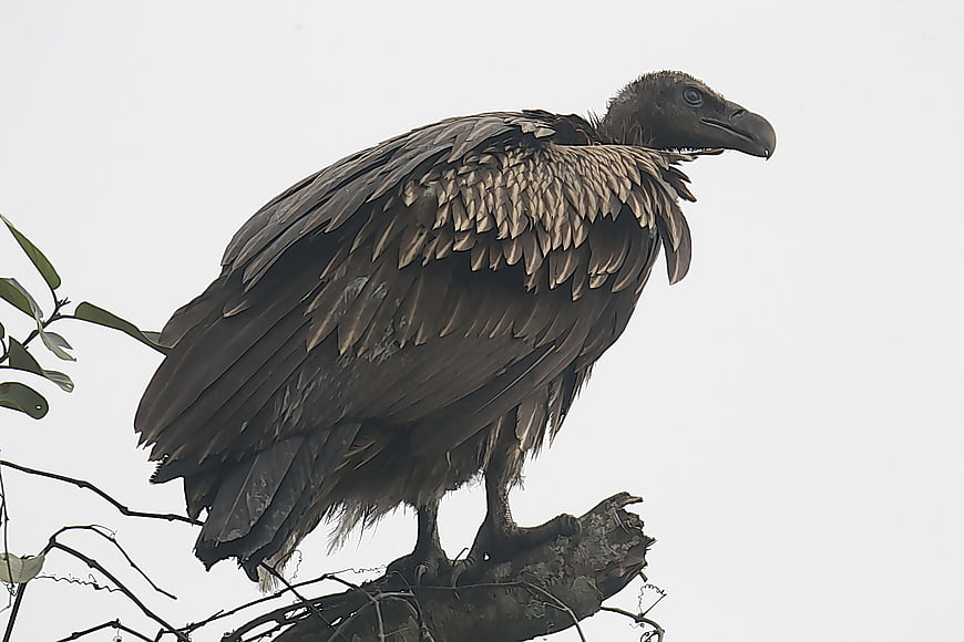 Himalayan Griffon Vulture Perched on Tree Branch