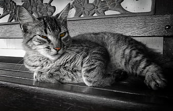 Tabby Cat with Selective Color Eyes on Wooden Bench
