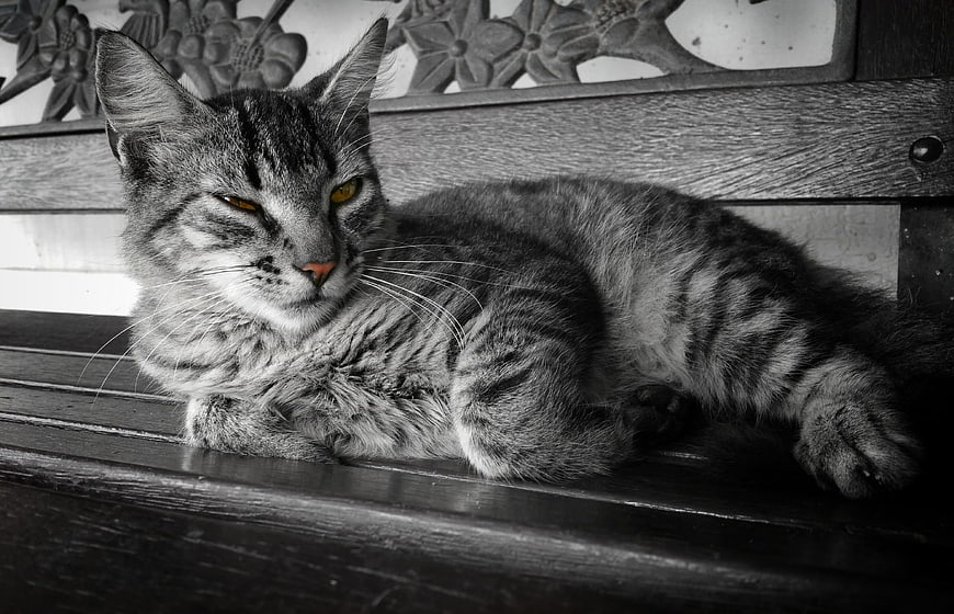 Tabby Cat with Selective Color Eyes on Wooden Bench