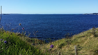 Scenic coastal view with purple wildflowers and blue sea