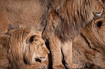 Close-up of two male lions resting together in a natural setting