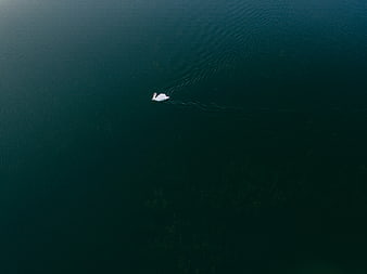 Aerial view of a lone white swan swimming in dark water