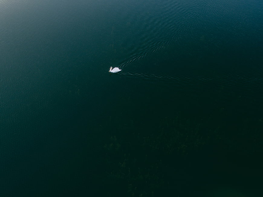 Aerial view of a lone white swan swimming in dark water