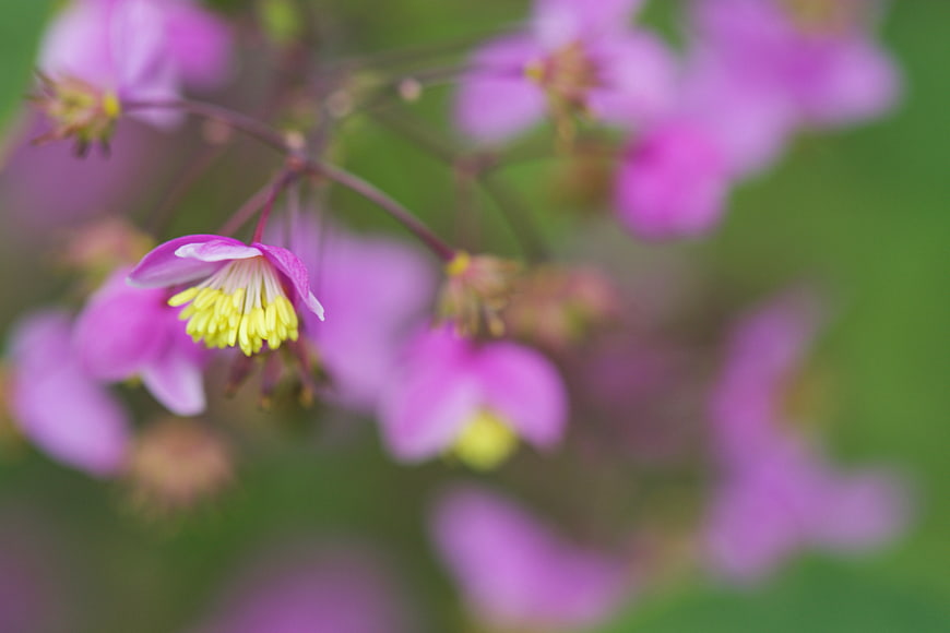 Close-up of delicate pink flower with yellow stamens