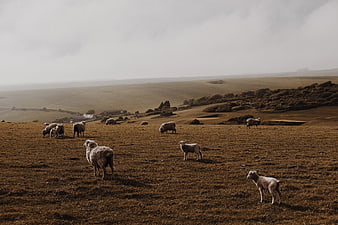 Sheep grazing on rolling hills in moody countryside