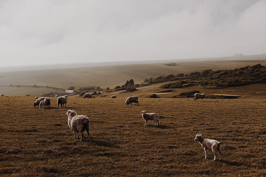 Sheep grazing on rolling hills in moody countryside