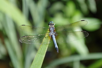 Blue Dragonfly Perched on Green Leaf in Nature