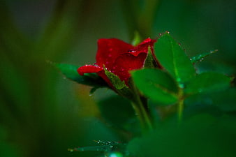 Close-up of a red rose bud with raindrops on green leaves