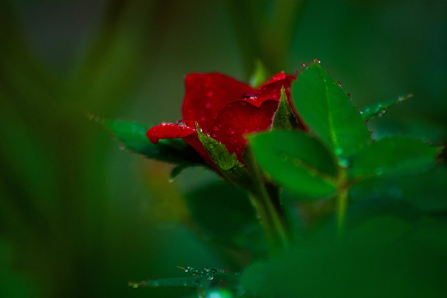 Close-up of a red rose bud with raindrops on green leaves