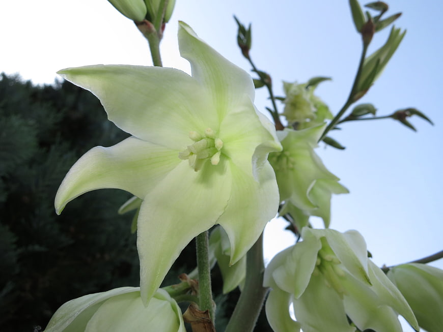 Close-up of white agave flower against blue sky