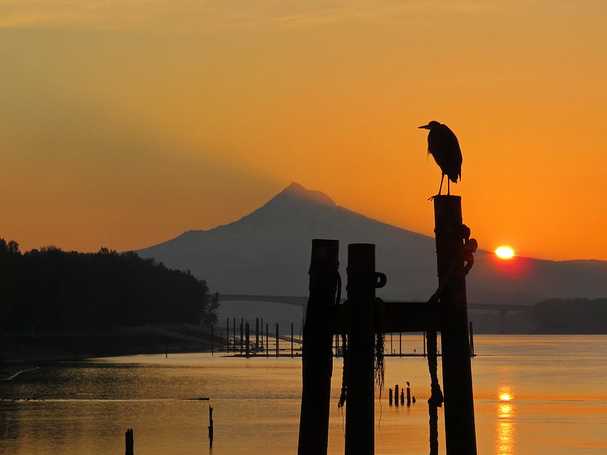 Silhouette of Heron on Post with Mount Fuji Sunset