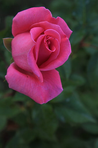 Close-up of a vibrant pink rose bloom against green foliage