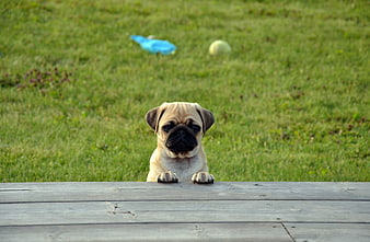 Cute Pug Puppy Peeking Over Wooden Fence In Green Grass
