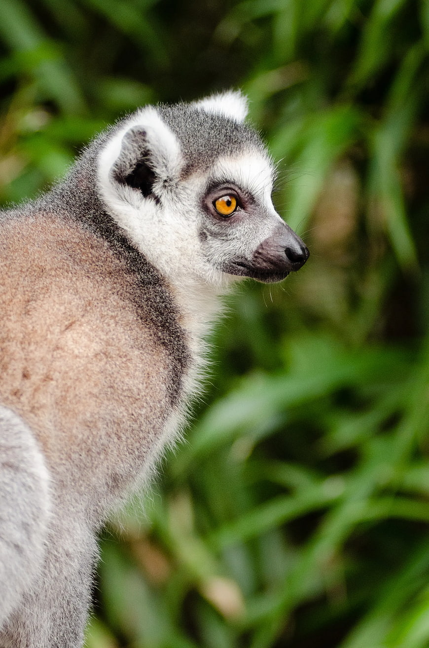 Close-up Ring-tailed Lemur Portrait in Green Forest