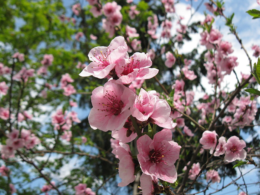 Pink Peach Blossoms Blooming on Branches Against Blue Sky