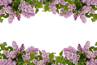 Spring Lilac Flower Frame On White Background