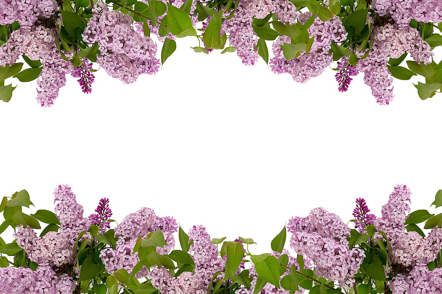 Spring Lilac Flower Frame On White Background