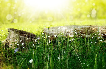 Sunlit Forest Meadow with Wildflowers and Fallen Log