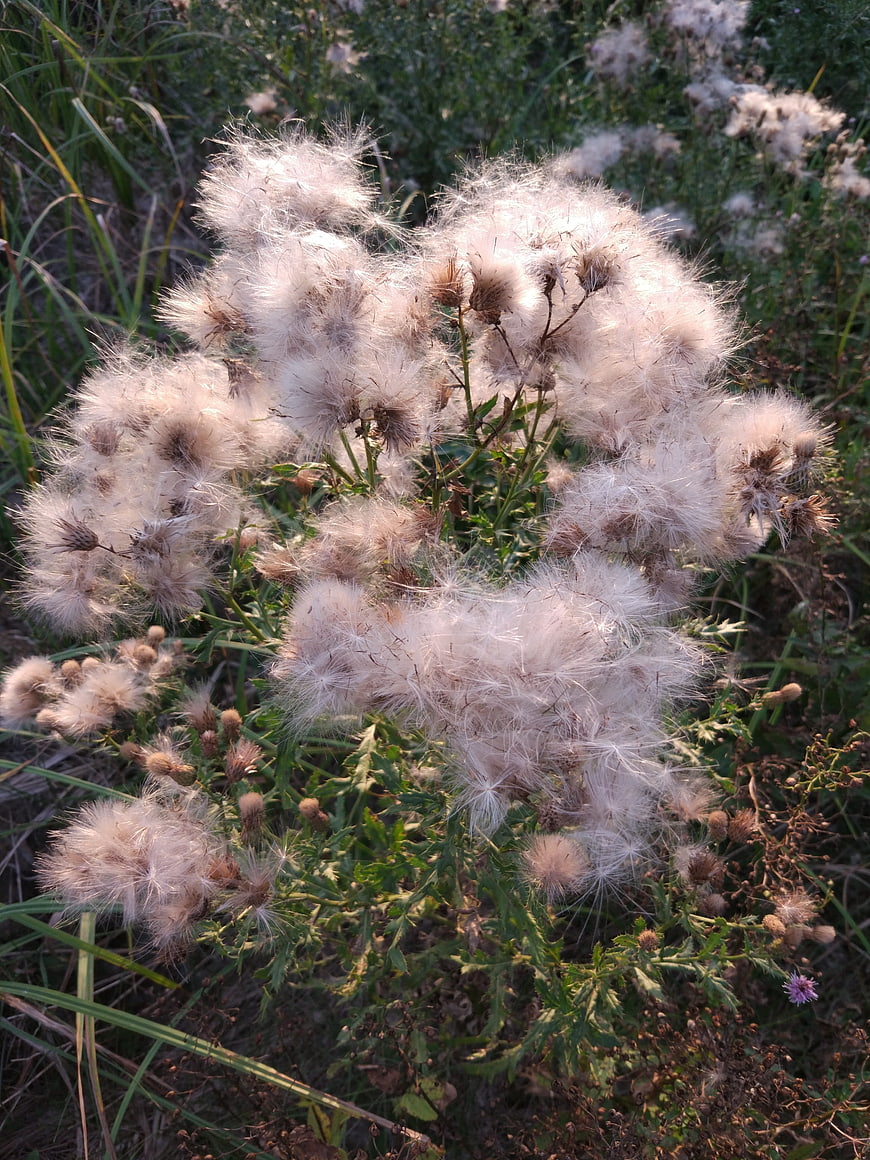 Fluffy Thistle Seed Heads in Natural Meadow Setting