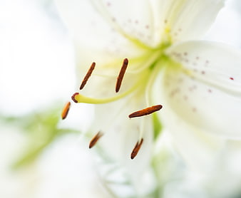Close-up of white lily flower stamen and pollen