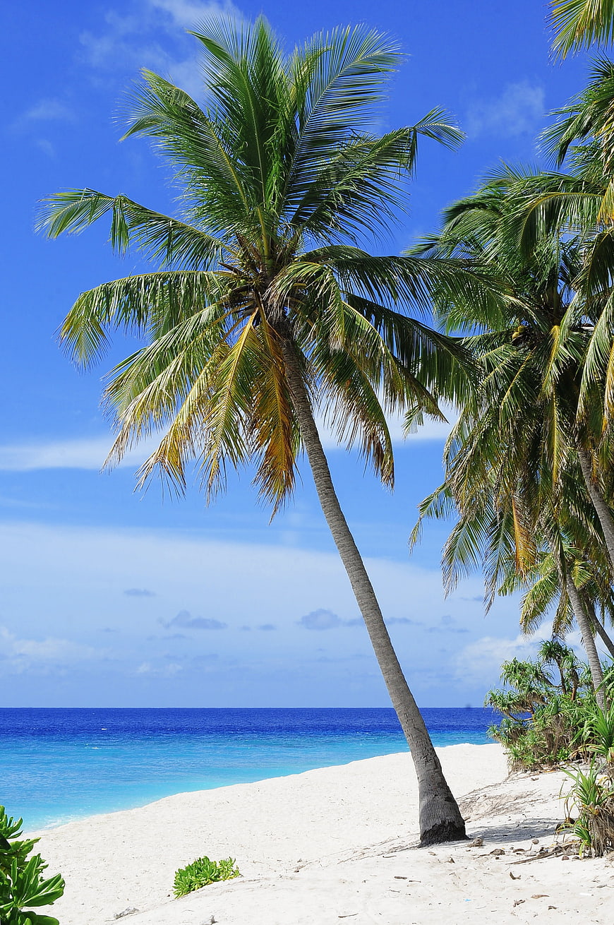 Tropical Beach with Leaning Palm Tree and Blue Ocean