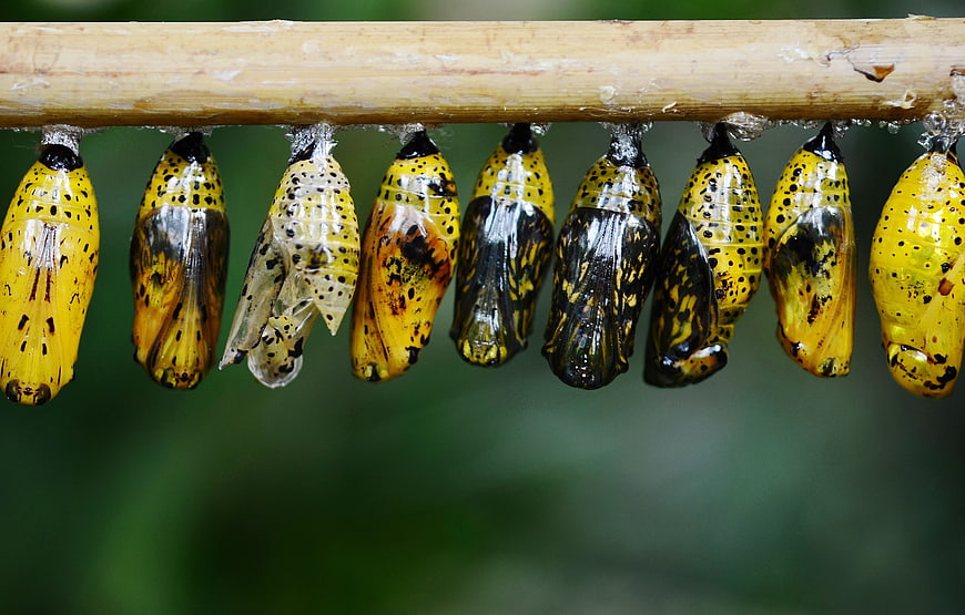 Yellow and black butterfly chrysalises hanging on bamboo