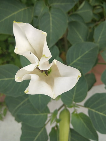 White Datura Flowers with Bee Pollinating