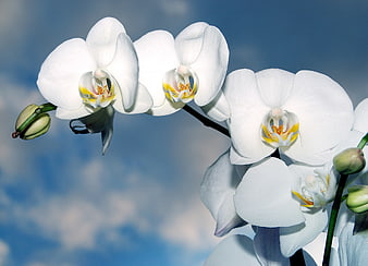 White Orchid Blooms Against Blue Sky Background