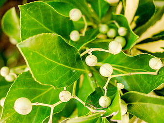 Close-up of Green Leaves and White Berries on a Bush