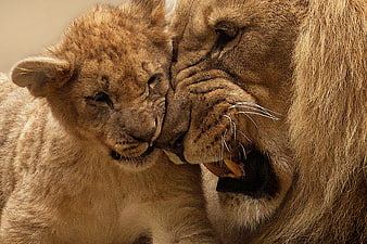 Close-up of lion cub nuzzling adult lion face