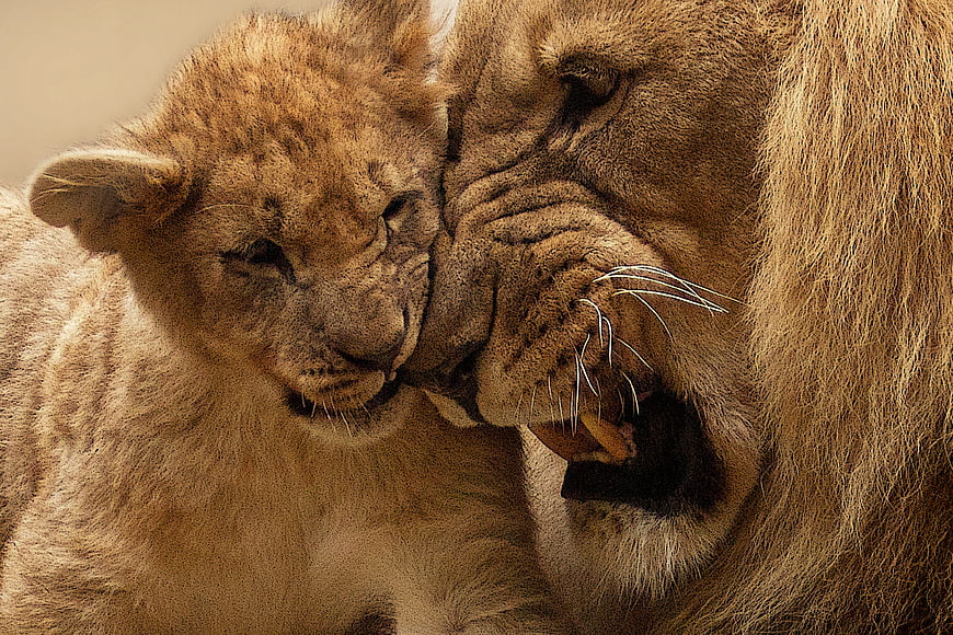 Close-up of lion cub nuzzling adult lion face