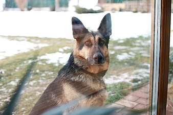 German Shepherd Dog Looking Through Glass Door in Winter