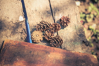 Pine cones on rustic wooden bench outdoors