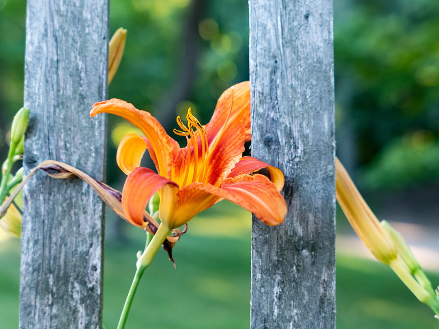 Orange Daylily Flower Blooming Between Wooden Fence Posts
