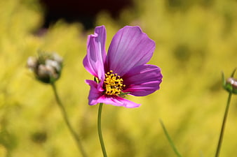 Close-up of a purple cosmos flower with yellow center