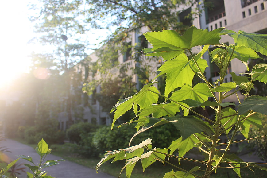 Sunlit green leaves with backlit foliage and blurred building background