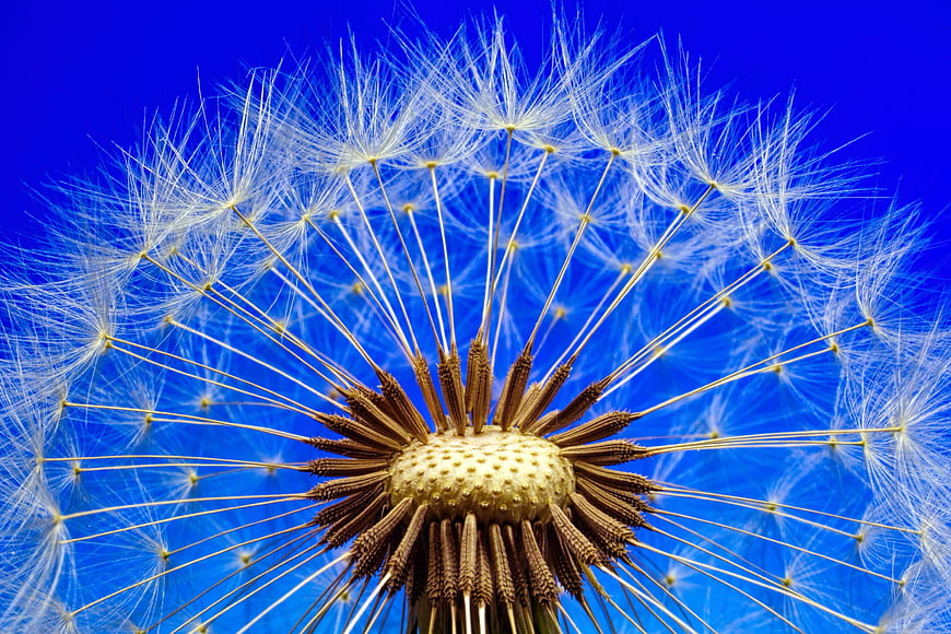 Macro Dandelion Seed Head Against Vibrant Blue Background