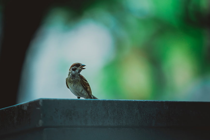 Small Sparrow Singing on Concrete Ledge with Green Bokeh