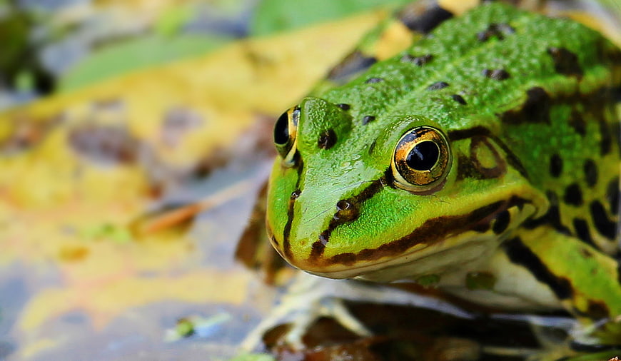 Close-up of a vibrant green frog in a pond