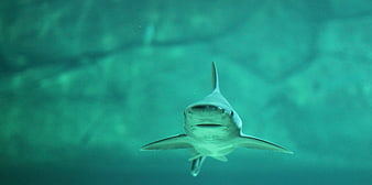 Frontal View of Shark Swimming in Turquoise Underwater Environment