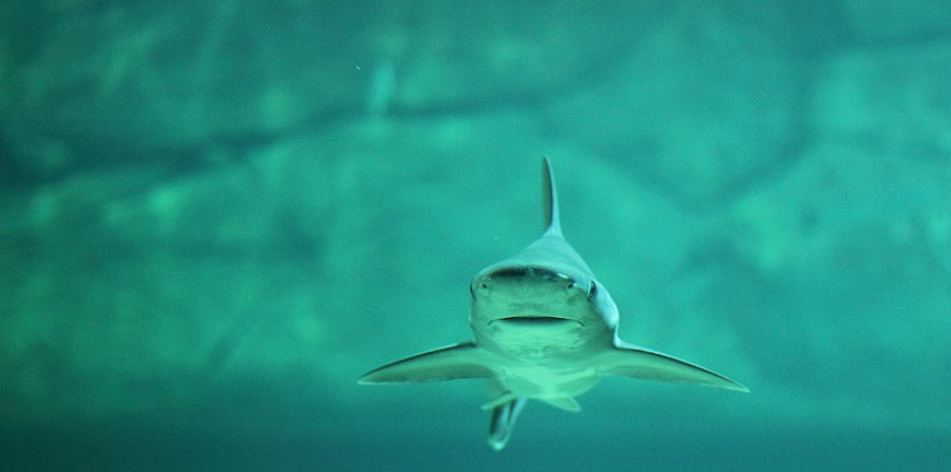 Frontal View of Shark Swimming in Turquoise Underwater Environment