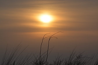 Silhouette of grass against a hazy golden sunset sky