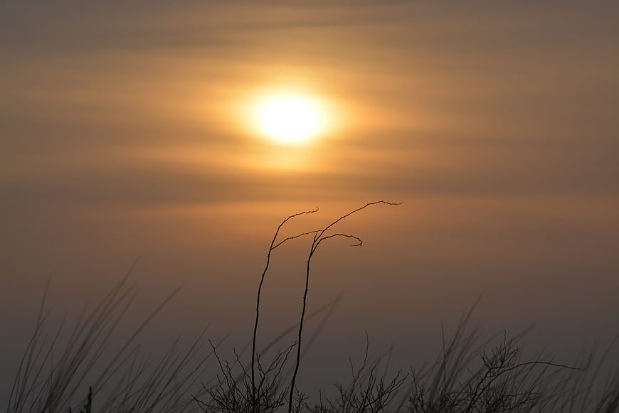 Silhouette of grass against a hazy golden sunset sky