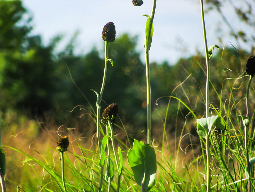 Tall Wildflower Buds in a Sunny Green Meadow