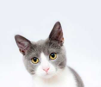 Gray and White Cat Portrait with Yellow Eyes on White Background